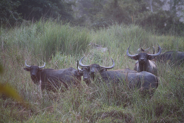 Wild Buffalo - Kaziranga