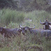 Wild Buffalo - Kaziranga