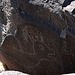 Three Rivers Petroglyphs (5883)