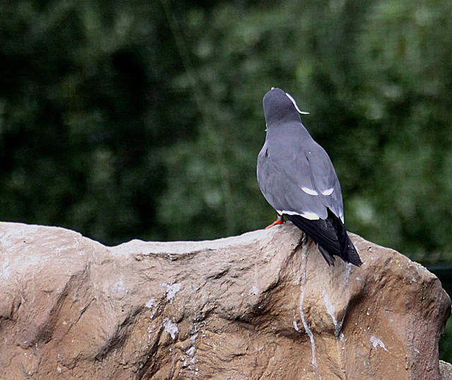 20090827 0334Aw [D~ST] Inka-Seeschwalbe (Larosterna inca), Zoo Rheine