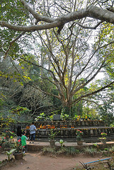 Bodhi Tree on the way to the hill top