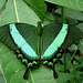 20070424 0194DSCw [D~KN] Neon Schwalbenschwanz (Papilio palinurus), Insel Mainau