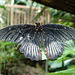 20070424 0196DSCw [D~KN] Großer Mormon (Papilio memnon), Insel Mainau