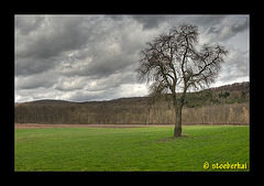 Meadow near Krassolzheim