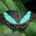 20070424 0219DSCw [D~KN] Neon Schwalbenschwanz (Papilio palinurus), Insel Mainau