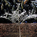 20100306 1506Aw [D~LIP] "Baumwollbaum", Schnee, Bad Salzuflen