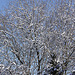 20100306 1508Aw [D~LIP] Baum, Schnee, Bad Salzuflen