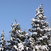 20100306 1509Aw [D~LIP] Baum, Schnee, Bad Salzuflen