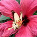 20070424 0223DSCw [D~KN] Ritterfalter (Papilio dardanus), Insel Mainau