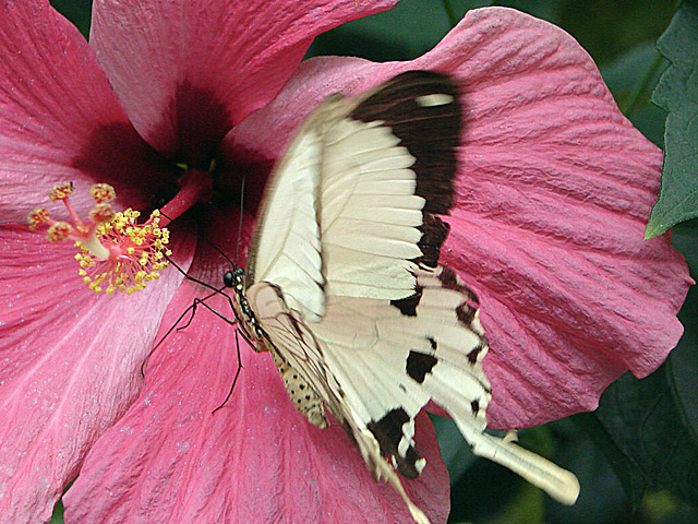 20070424 0224DSCw [D~KN] Ritterfalter (Papilio dardanus), Insel Mainau