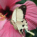 20070424 0224DSCw [D~KN] Ritterfalter (Papilio dardanus), Insel Mainau