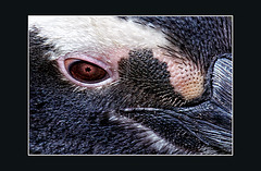 the penguins eye