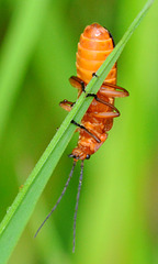 Soldier Beetle. Rhagonhycha fulva