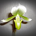 Meine grüne Orchidee