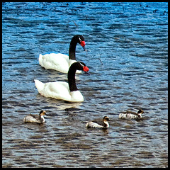black necked swans