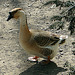 20070408 0093DSCw [D~HF] Höckergans, Tierpark Herford