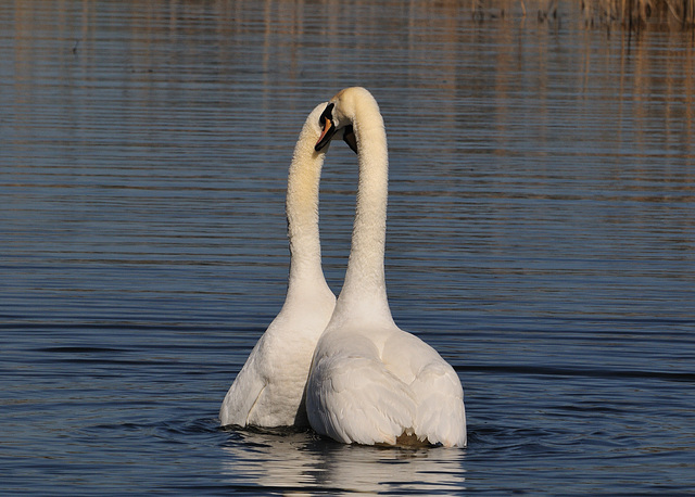 Swans in love 2