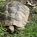 20070408 0103DSCw [D~HF] Pantherschildkröte (Geochelone pardalis), Zoo Herford