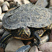 20070408 0104DSCw [D~HF] Zierschildkröte (Chrysemys picta), Tierpark Herford
