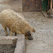 20070408 0101DSCw [D~HF] Ungarisches Wollschwein, [Mangalica-Schwein] Herford