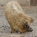 20070408 0100DSCw [D~HF] Ungarisches Wollschwein, [Mangalica-Schwein] Herford