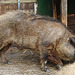 20070408 0099DSCw [D~HF] Ungarisches Wollschwein, [Mangalica-Schwein] Herford