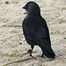 20090910 0524Aw [D~MS] Dohle (Corvus monedula), Zoo, Münster