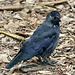 20090910 0526Aw [D~MS] Dohle (Corvus monedula), Zoo, Münster