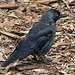 20090910 0527Aw [D~MS] Dohle (Corvus monedula), Zoo, Münster