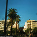 Palms, Picture 4, Patras, Peloponnese, Greece, 2009