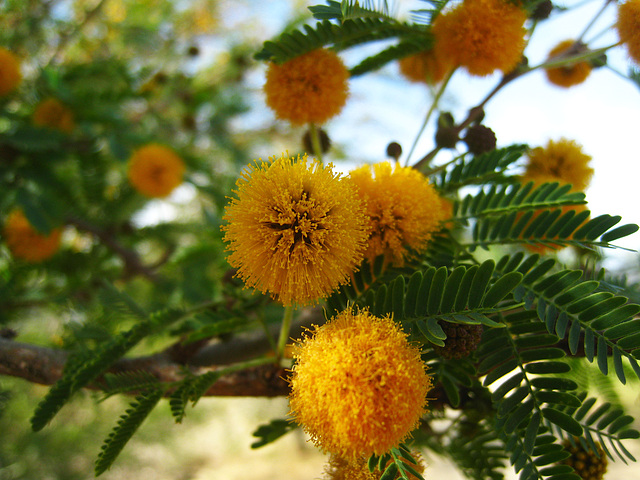 Sweet Acacia Flower (5181)