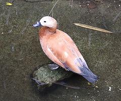20090910 0633Aw [D~MS] Rostgans (Tadorna ferruginea), Zoo, Münster