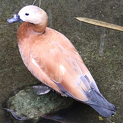 20090910 0634Aw [D~MS] Rostgans (Tadorna ferruginea), Zoo, Münster