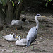 20090910 0697Aw [D~MS] Streifengans (Anser indicus), Graureiher (Ardea cinerea), Zoo, Münster