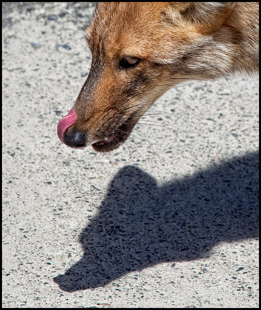 shadow of a fox