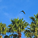 Turkey Vulture Flying Away (5284)