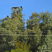 Turkey Vultures In A Tree (5277)