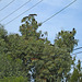 Turkey Vultures In A Tree (5278)