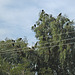 Turkey Vultures In A Tree (5279)
