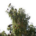 Turkey Vultures In A Tree (5280)