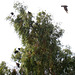 Turkey Vultures In A Tree (5281)