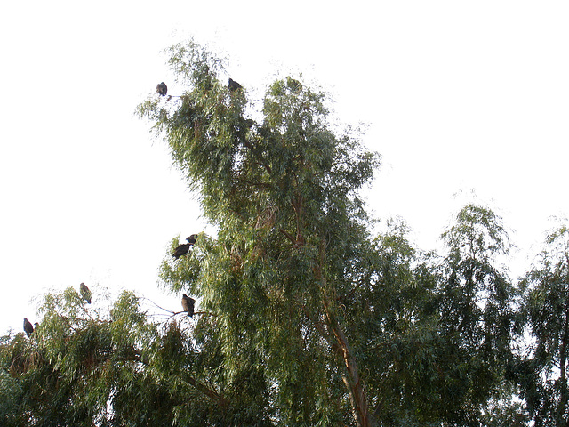 Turkey Vultures In A Tree (5282)