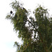 Turkey Vultures In A Tree (5283)