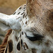 20090611 3218DSCw [D~H] Rothschild Giraffe, Zoo Hannover