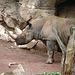 20090611 3219DSCw [D~H] Spitzmaulnashorn, Zoo Hannover