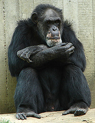20090611 3221DSCw [D~H] Schimpanse (Pan troglodytes), Zoo Hannover