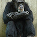 20090611 3221DSCw [D~H] Schimpanse (Pan troglodytes), Zoo Hannover
