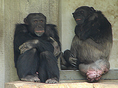 20090611 3222DSCw [D~H] Schimpanse, Zoo Hannover