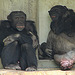 20090611 3222DSCw [D~H] Schimpanse, Zoo Hannover