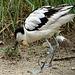 20090611 3223DSCw [D~H] Säbelschnäbler (Recurvirostra avosetta), Zoo Hannover